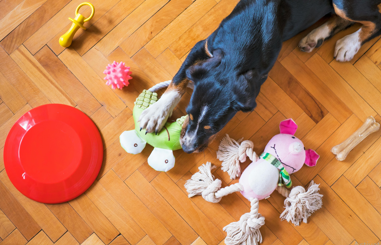 dog with many squeaky dog toys